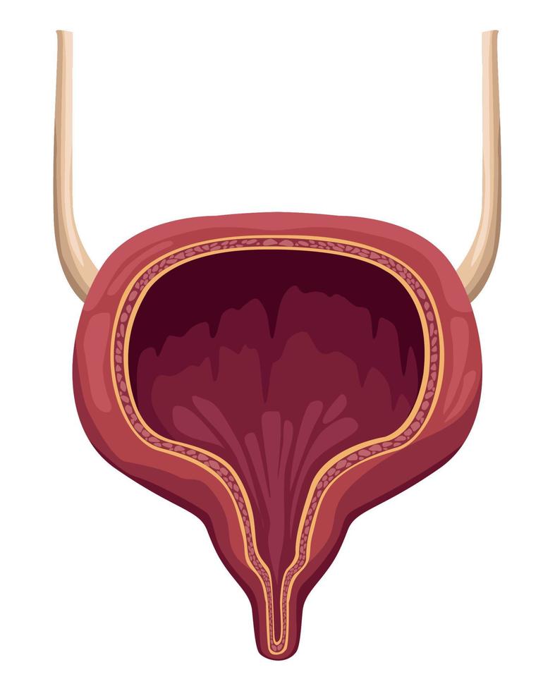 vejiga órgano humano realista vector