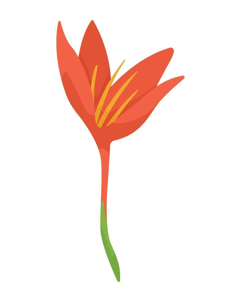 beautiful tulip flower garden vector