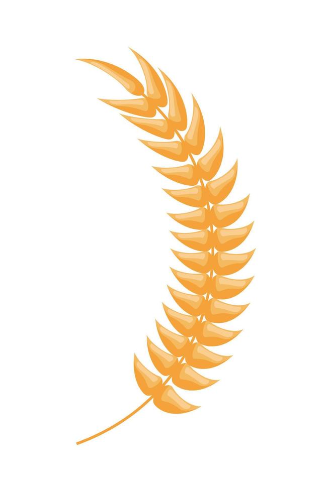 golden barley spike vector