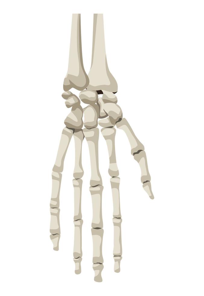 huesos humanos de la mano vector