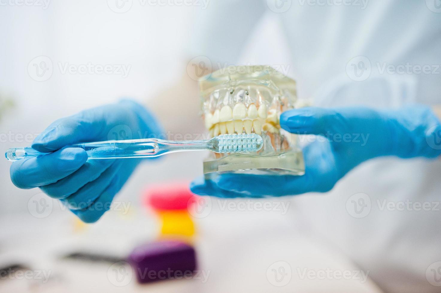 Tooth jaw at hands of dentist with toothbrush. photo