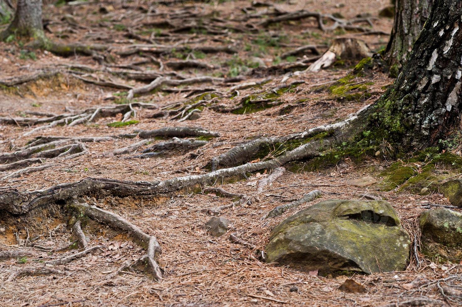 Green forest with roots of trees in Carpathians mountains. photo