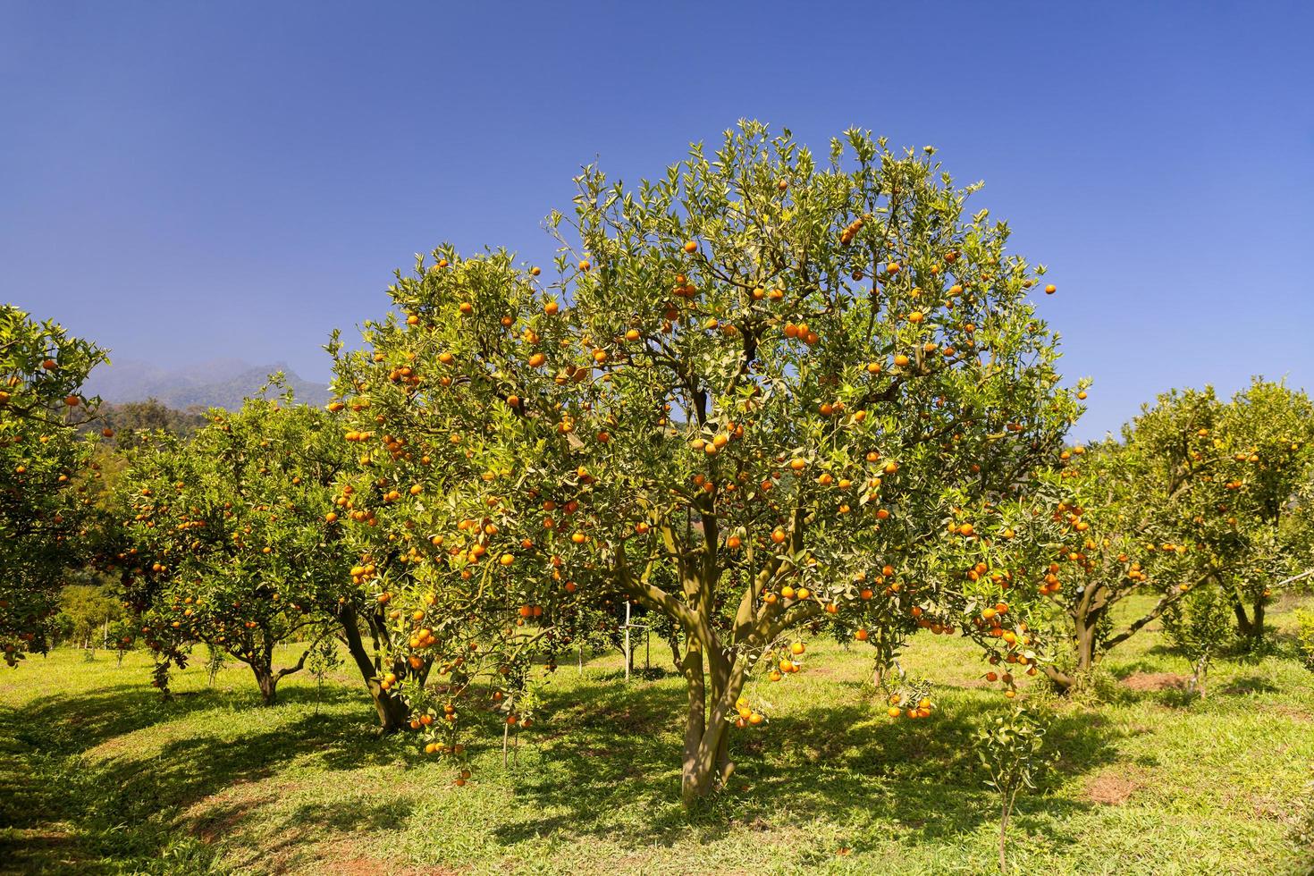 orange trees plantations photo