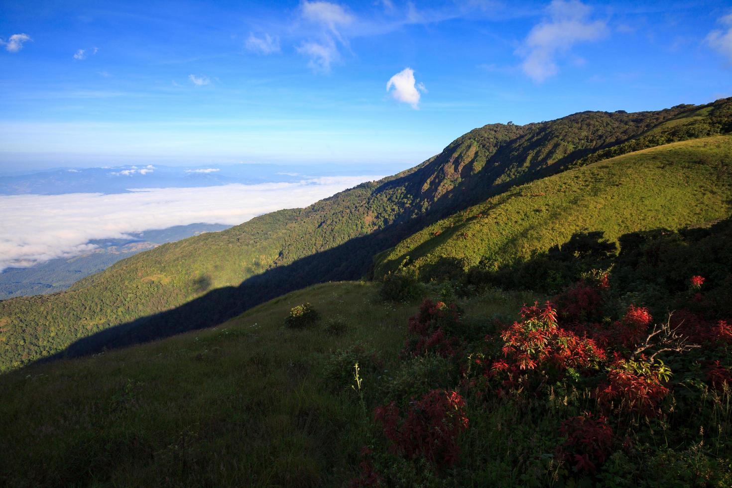 Fog over the mountain at Doi Inthanon national park, Thailand photo