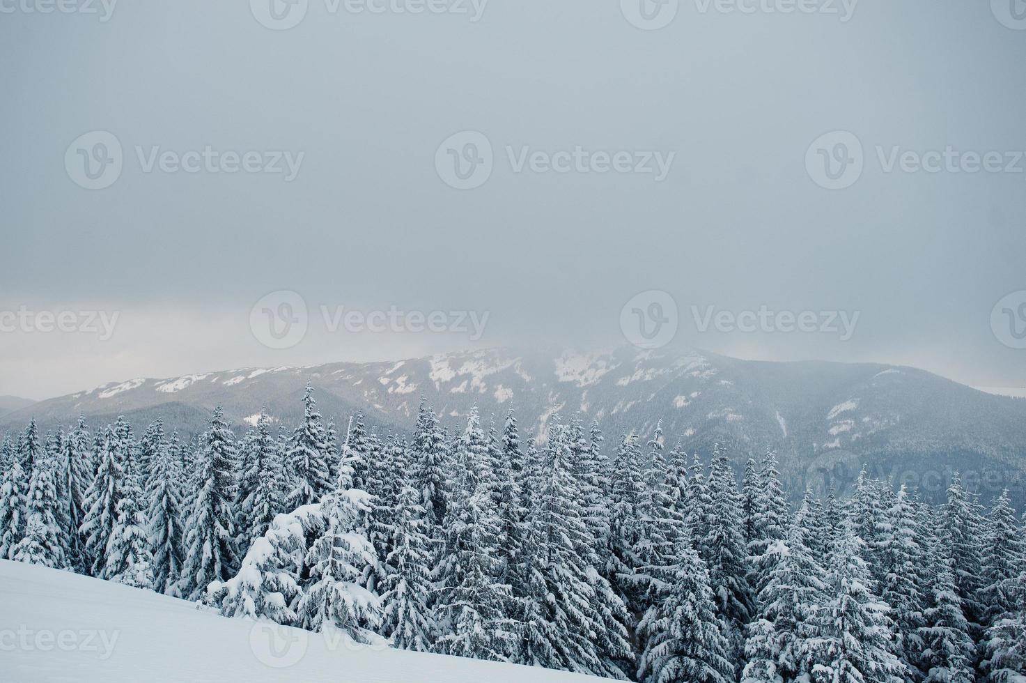 Pine trees covered by snow on mountain Chomiak. Beautiful winter landscapes of Carpathian mountains, Ukraine. Majestic frost nature. photo