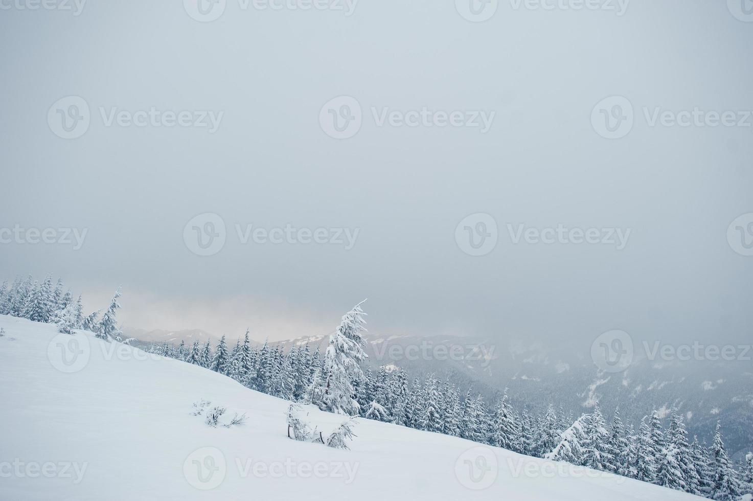 Pine trees covered by snow on mountain Chomiak. Beautiful winter landscapes of Carpathian mountains, Ukraine. Majestic frost nature. photo