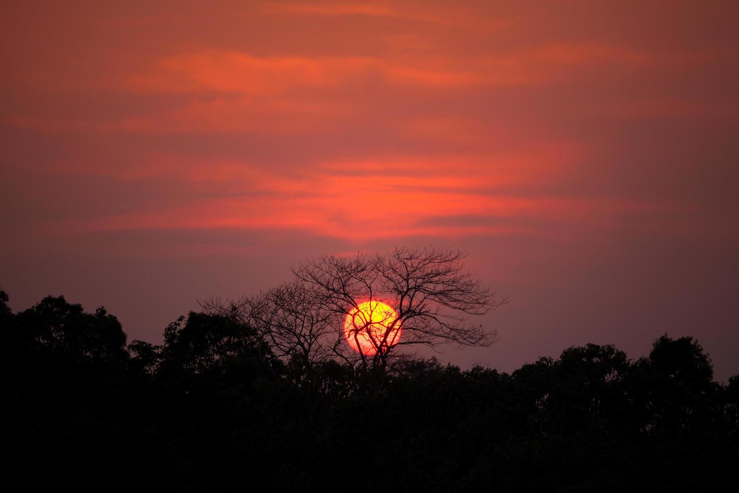 Silhouette of tree at sunset background photo