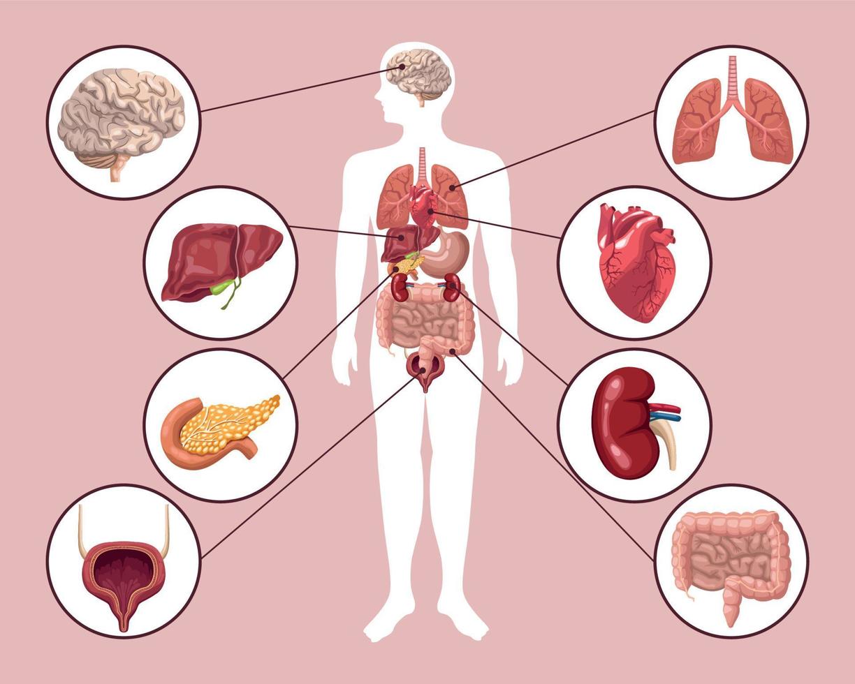 body and eight organs vector