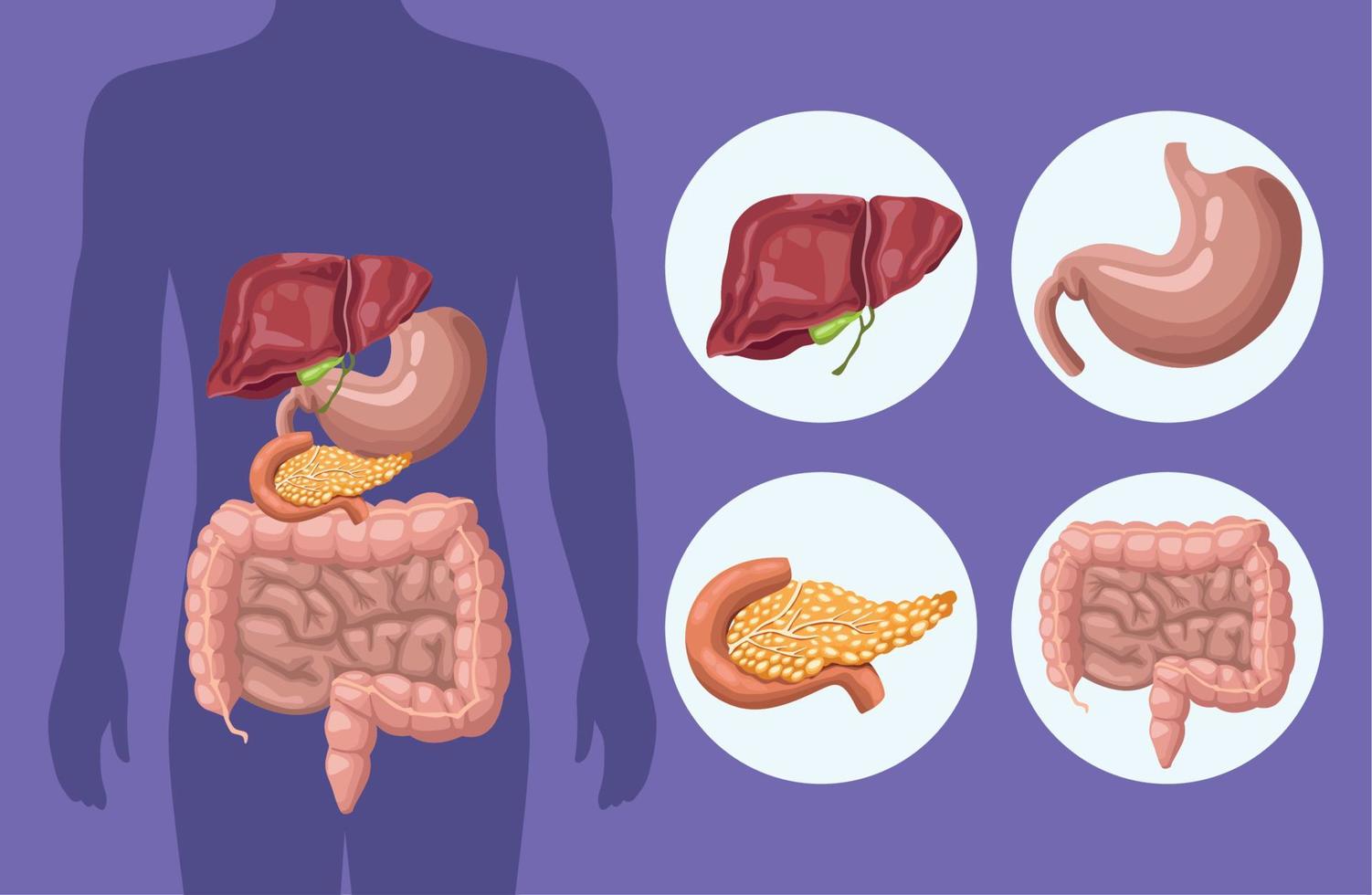 cuerpo y cuatro organos vector