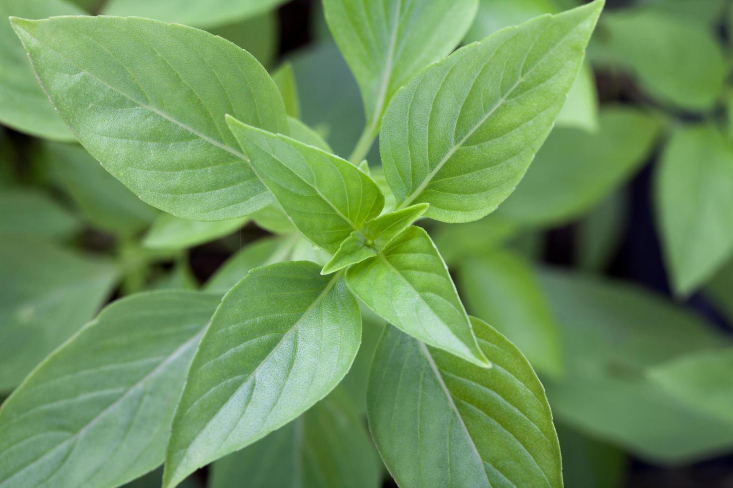 fresh basil leaves photo