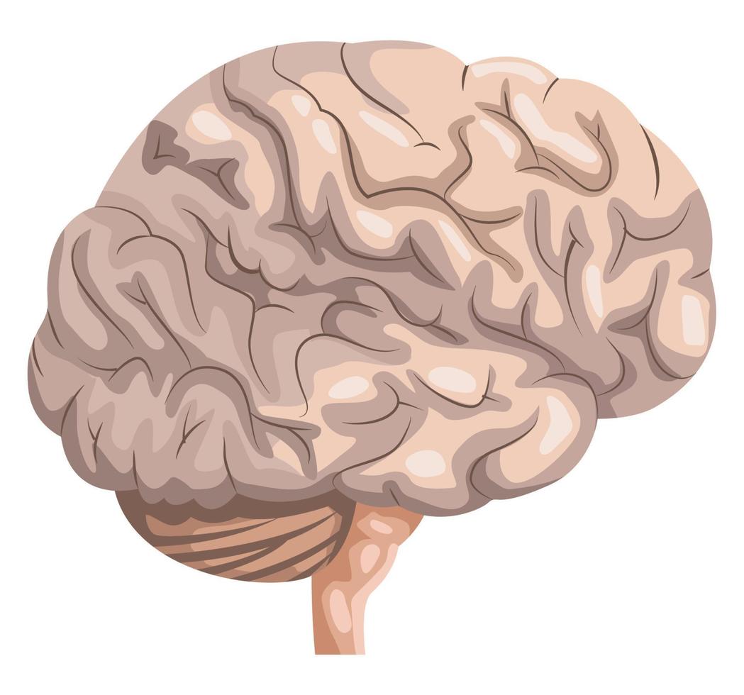 cerebro órgano humano realista vector