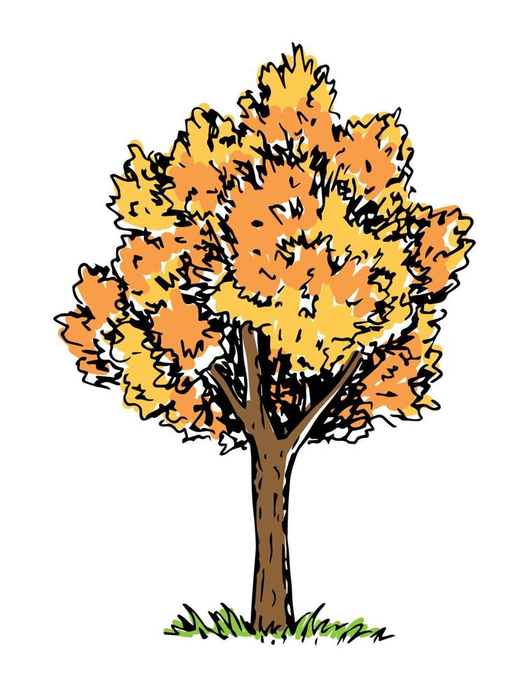 ilustración de vector de color dibujado a mano. un árbol con follaje amarillo anaranjado, hierba verde. naturaleza, tiempo de otoño.