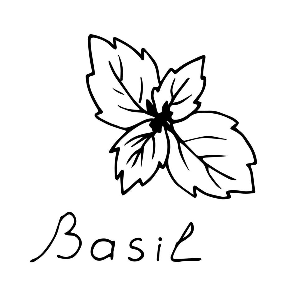 Simple black and white contour vector drawing. Basil leaves, aromatic spice, seasoning, garden plant. Ingredient, menu, recipe. Useful products, packaging, label.