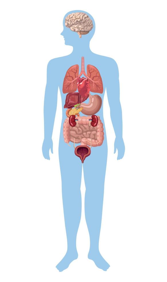 realistics organs in body vector