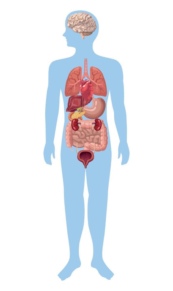 órganos realistas en el cuerpo vector