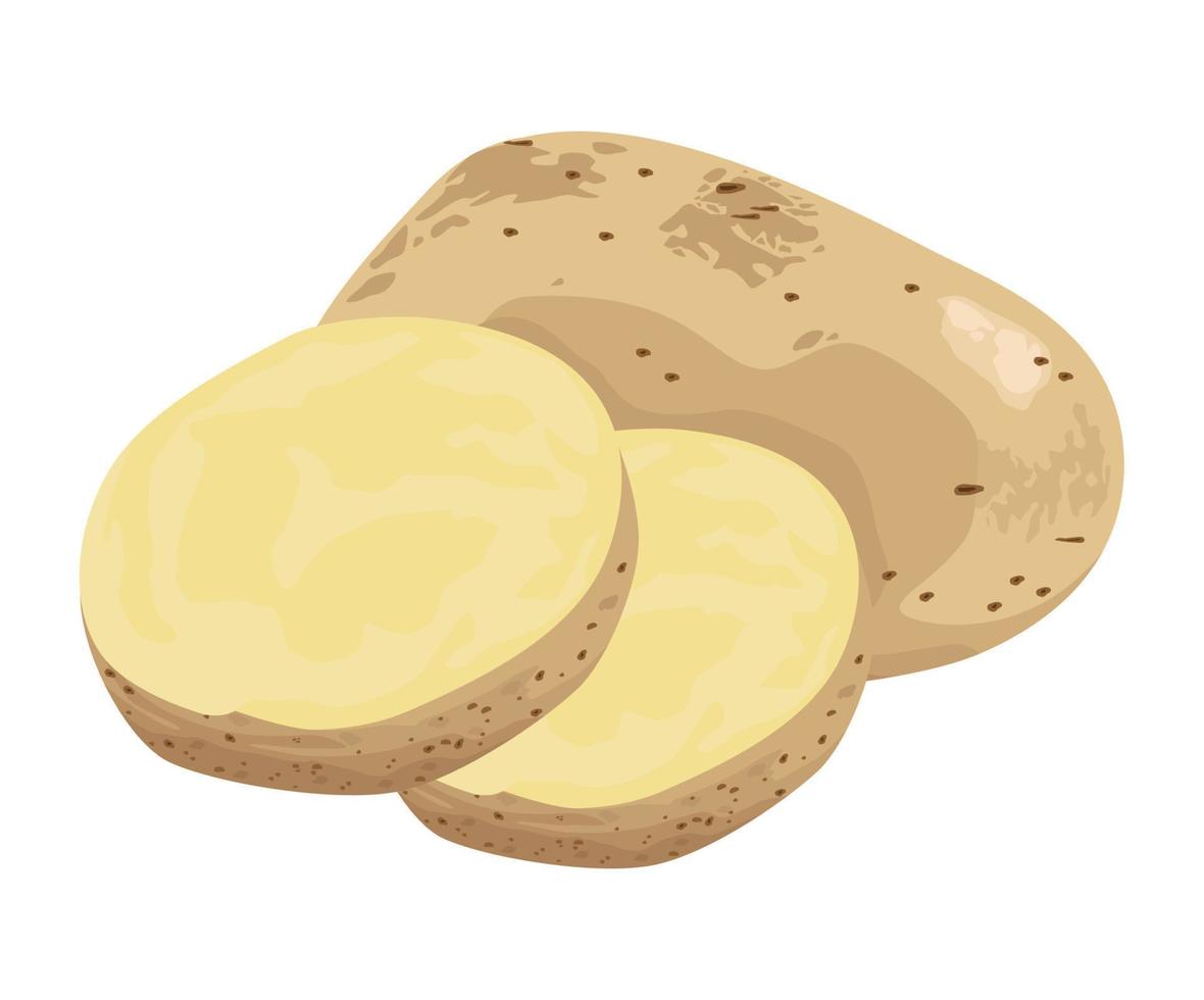 fresh potatoes vegetable vector