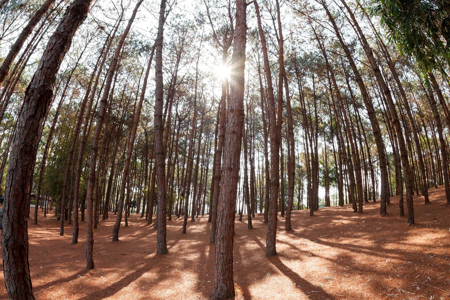 pine trees from below and sunlight photo