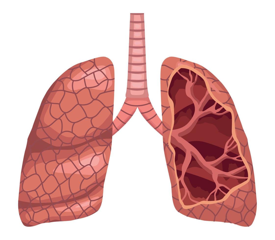 half lungs organ vector