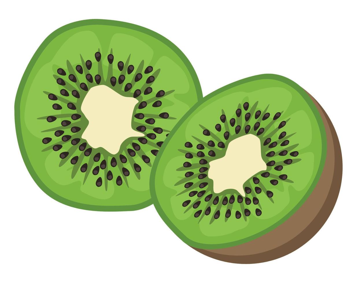 fresh kiwi fruit vector