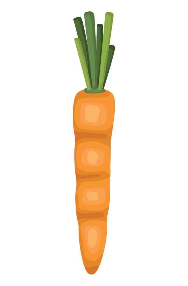 fresh carrot vegetable vector