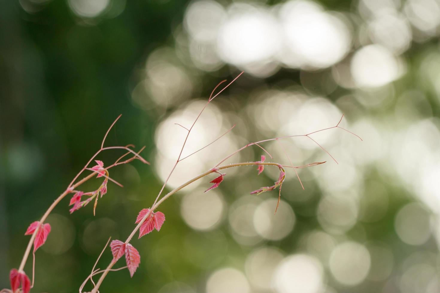 red plant growing on bokeh background photo