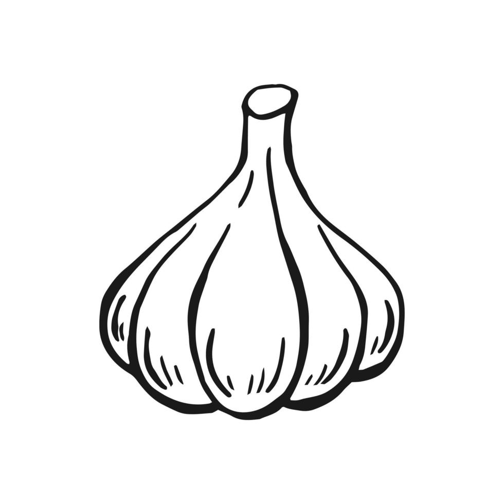 Garlic outline. Hand drawn vector illustration. Farm market product, isolated vegetable, engraved bunch of garlic.