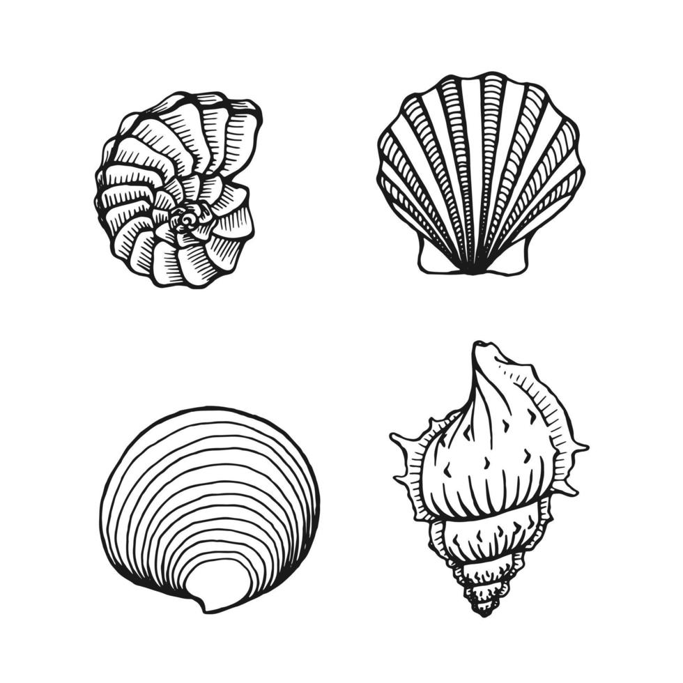 conjunto de conchas marinas. fondo marino. ilustración vectorial dibujada a mano aislada sobre fondo blanco. vector