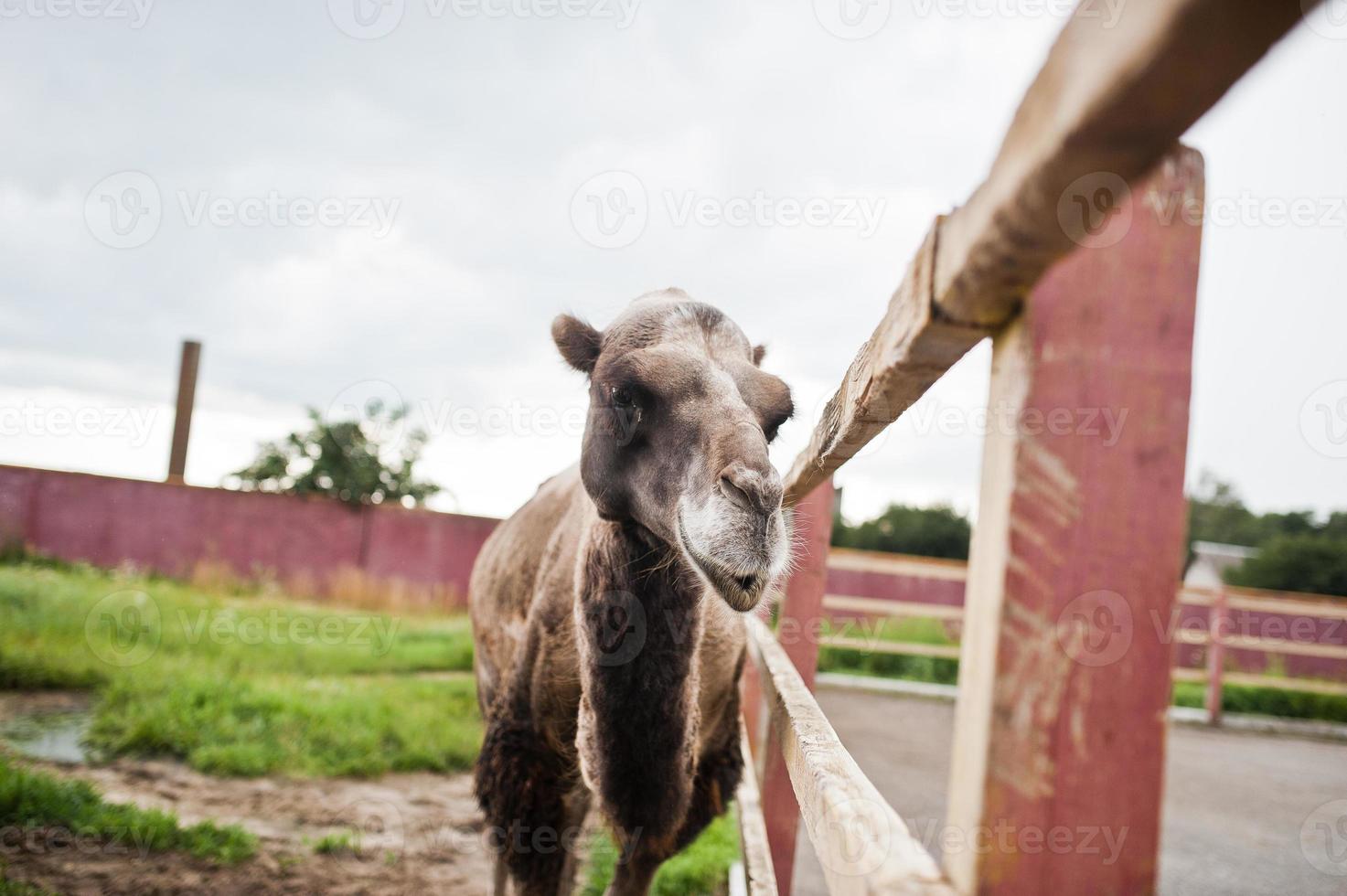 Funny camel on farm with green grass. photo