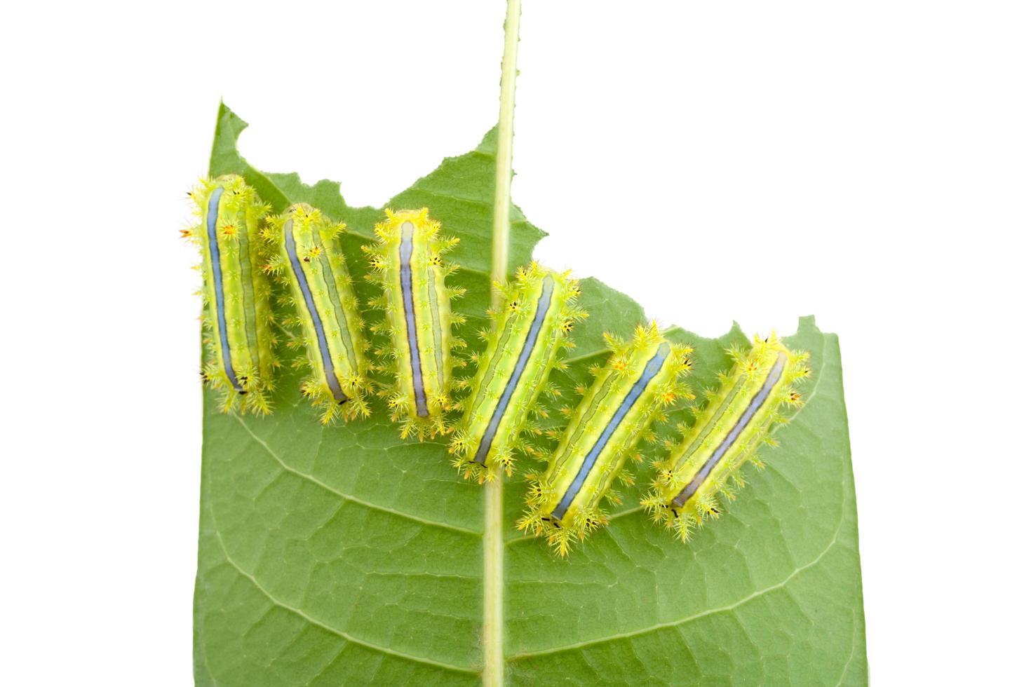 Caterpillars on leaves photo