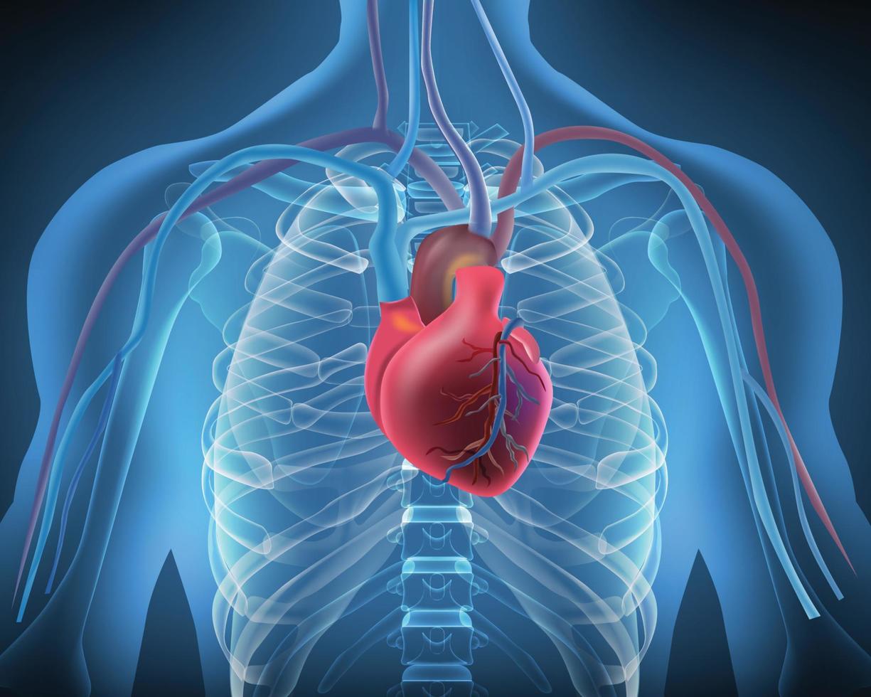 la salud física para el pecho y el corazón, enfermedad cardiovascular vector