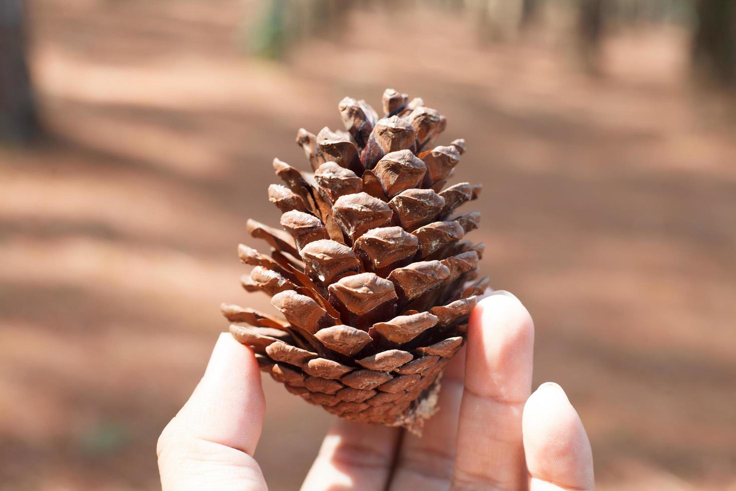 pine cone handheld by a man. selective focus photo