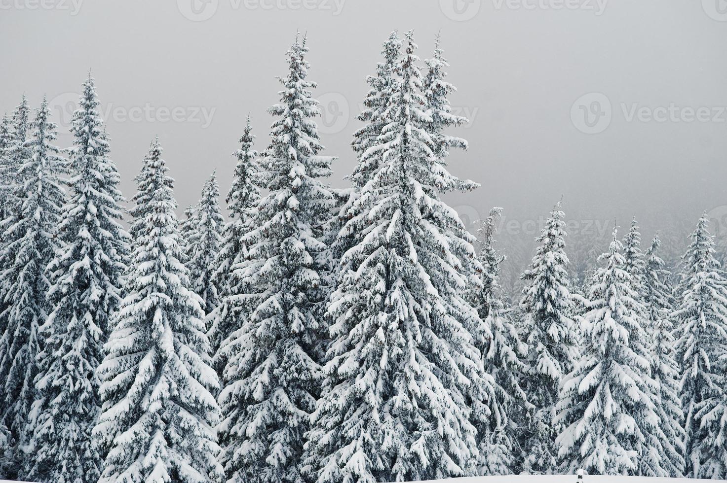 Pine trees covered by snow on mountain Chomiak. Beautiful winter landscapes of Carpathian mountains, Ukraine. Majestic frost nature. photo