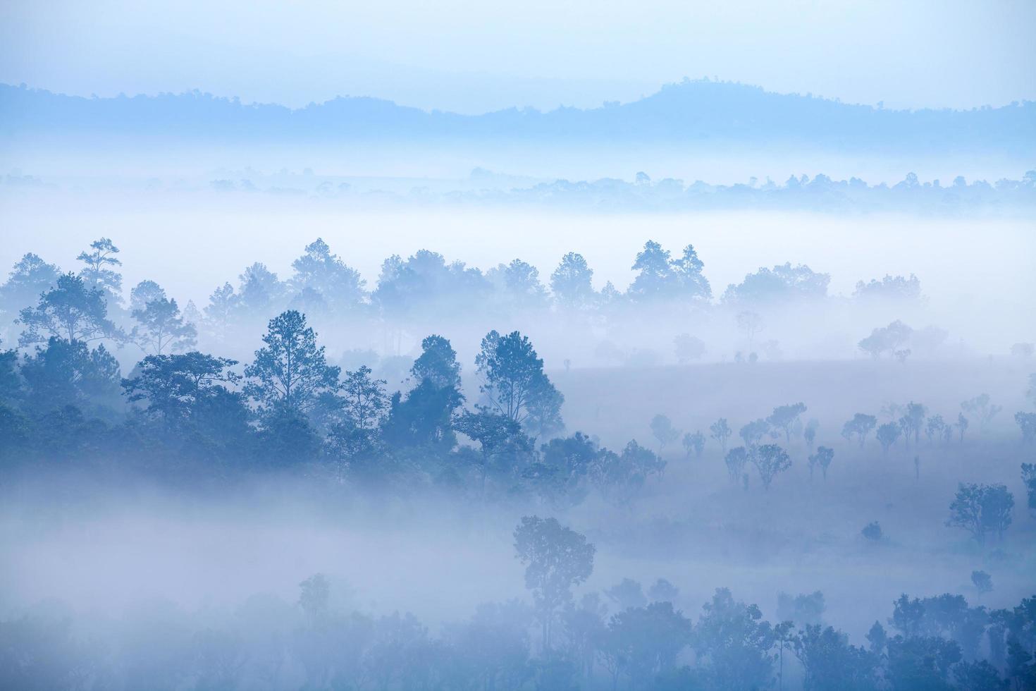 Fog in forest at Thung Salang Luang National Park Phetchabun,Tung slang luang is Grassland savannah in Thailand. photo