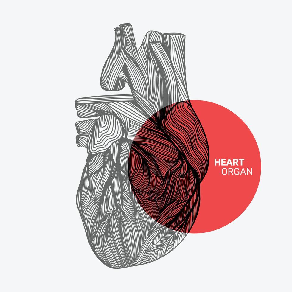 boceto de línea abstracta en forma de corazón humano vector