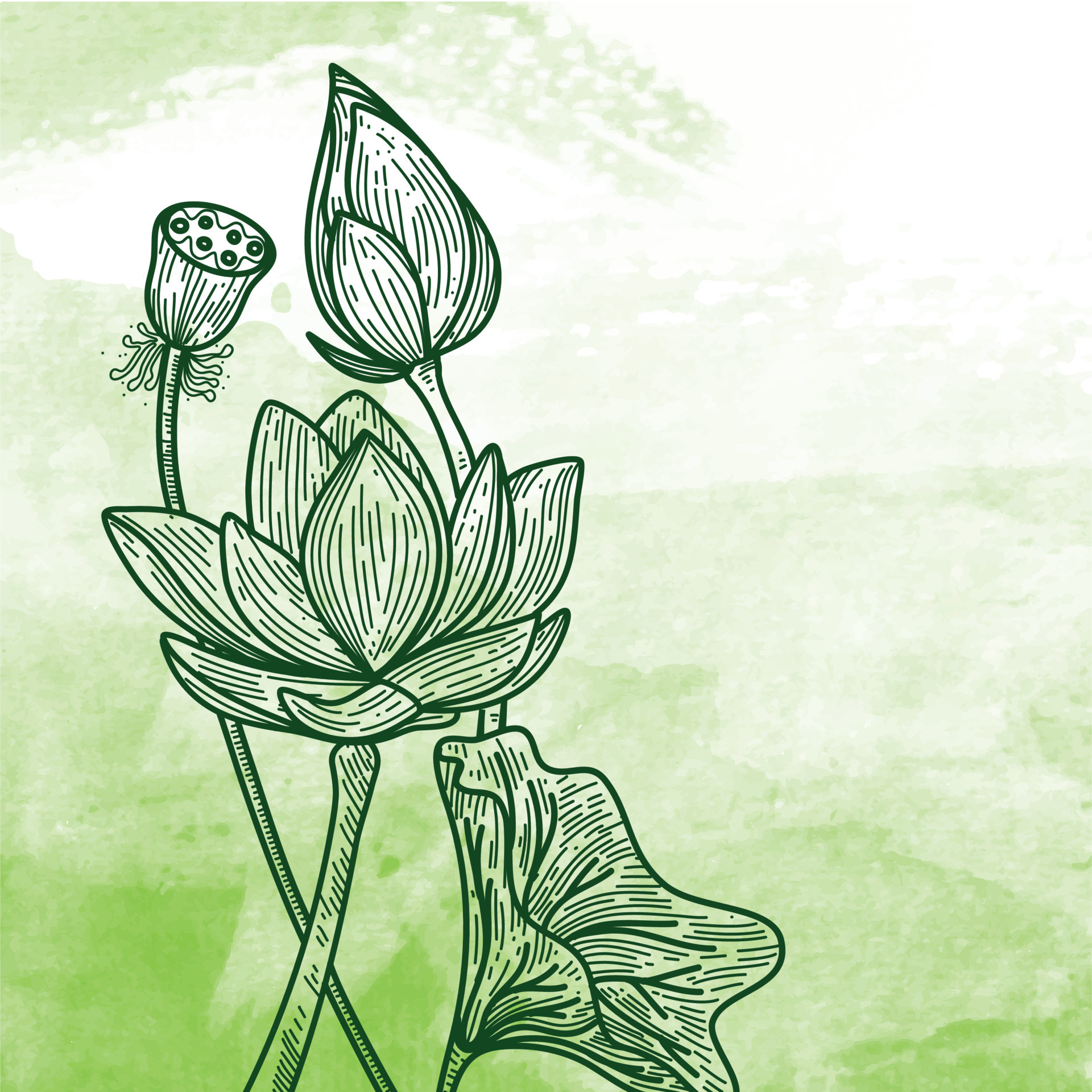 hand drawn beautiful lotus flower shape illustration vector design
