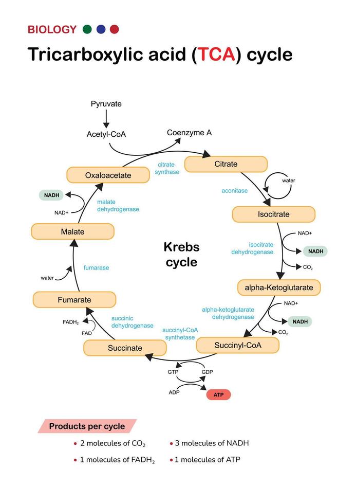 Biology diagram show pathway of citric acid or Krebs or TCA cycle in aerobic respiratory system for generate cellular ATP energy vector