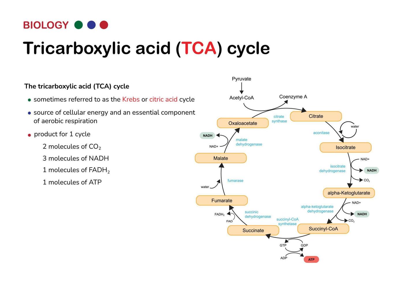 la infografía biológica muestra el ciclo del ácido tricarboxílico o también llamado krebs y ciclo del ácido cítrico para la producción de energía como atp en la respiración aeróbica vector