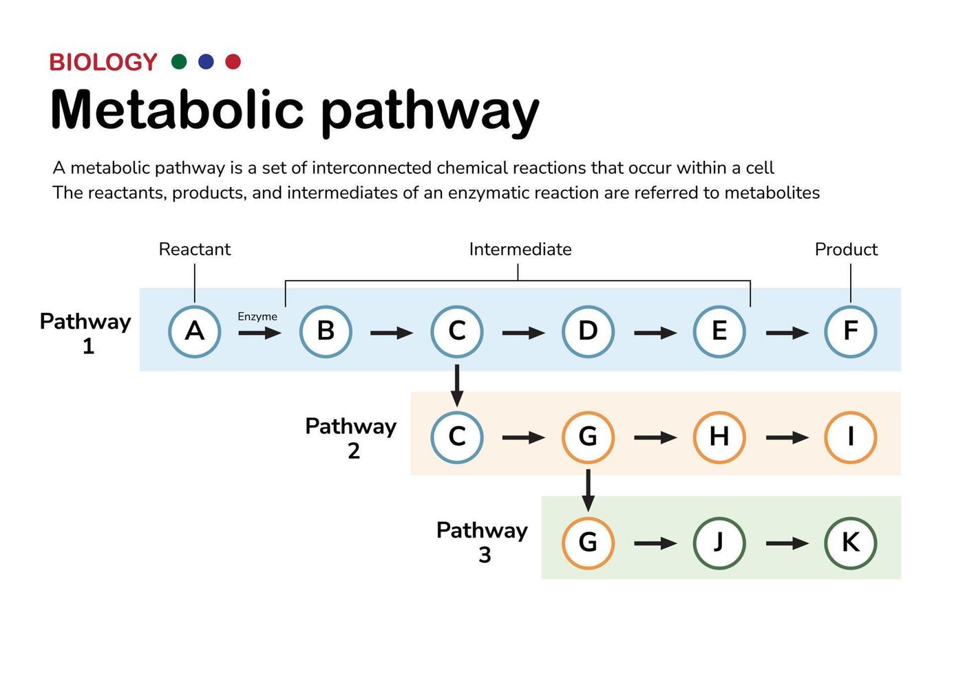 Scientific diagram illustrate the explanation and concept of metabolic pathway in cellular metabolism of living organism vector