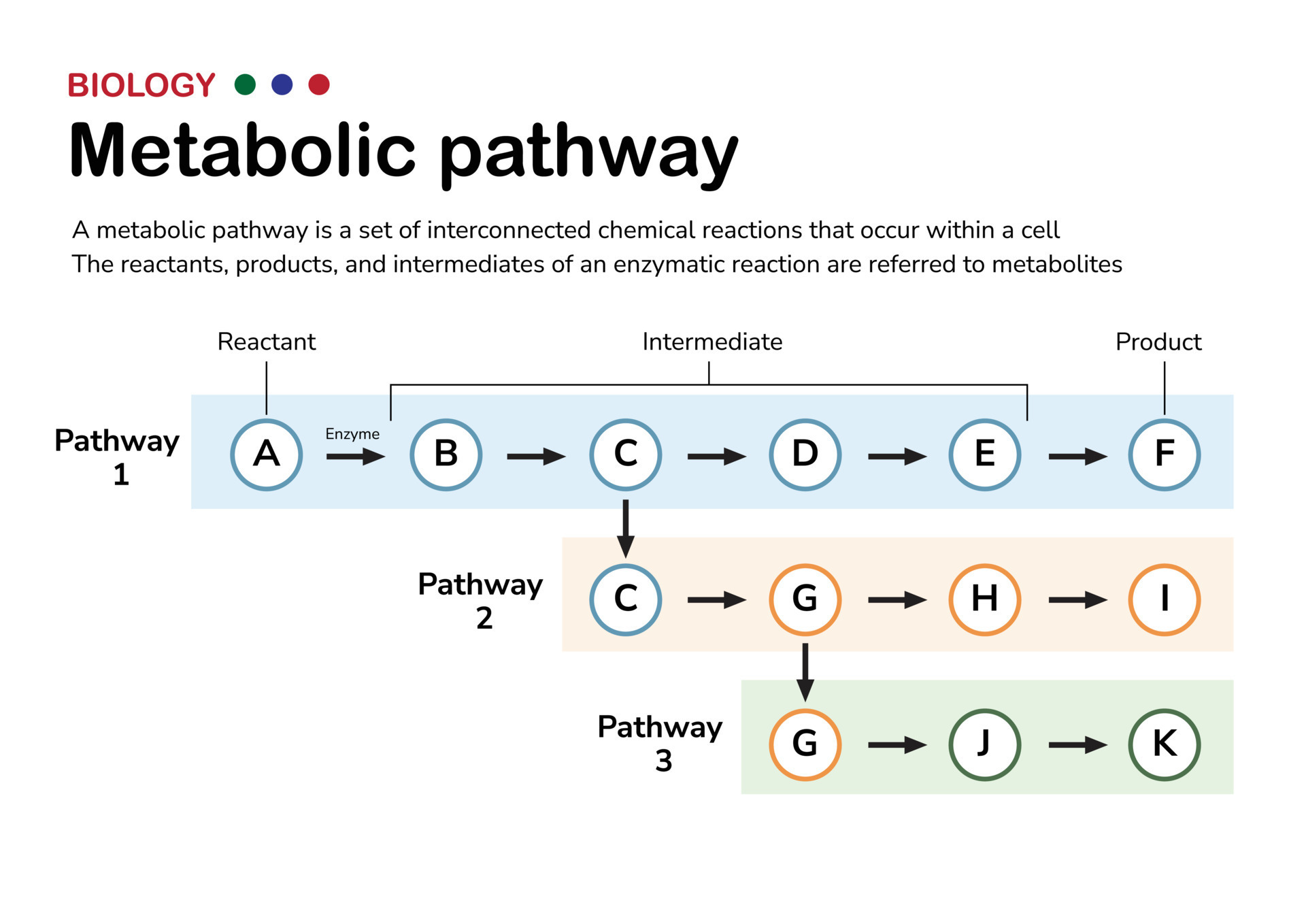 research on metabolism