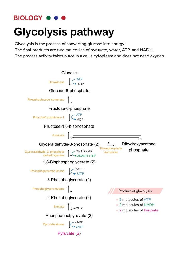 Biology diagram show pathway of glycolysis for break down glucose into pyruvate and generate energy as ATP in cell vector
