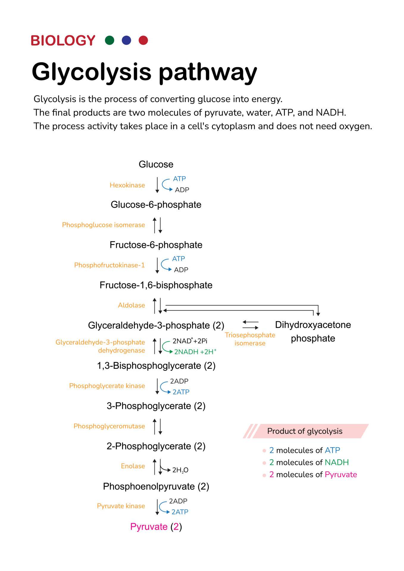 Biology diagram show pathway of glycolysis for break down glucose into