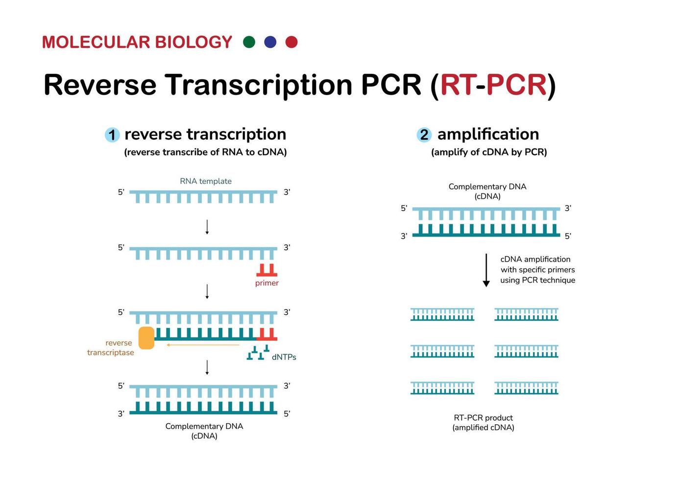 el diagrama de biología molecular explica el concepto y el proceso de transcripción inversa o rt pcr para amplificar material genético de rna o detectar el virus covid19 vector