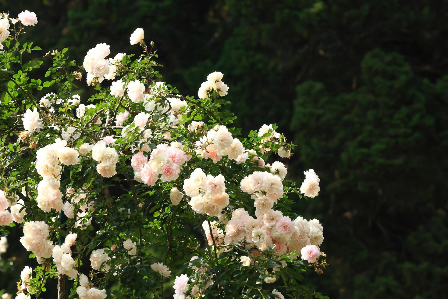 White roses - Alba,against blue sky. 10448251 Stock Photo at Vecteezy