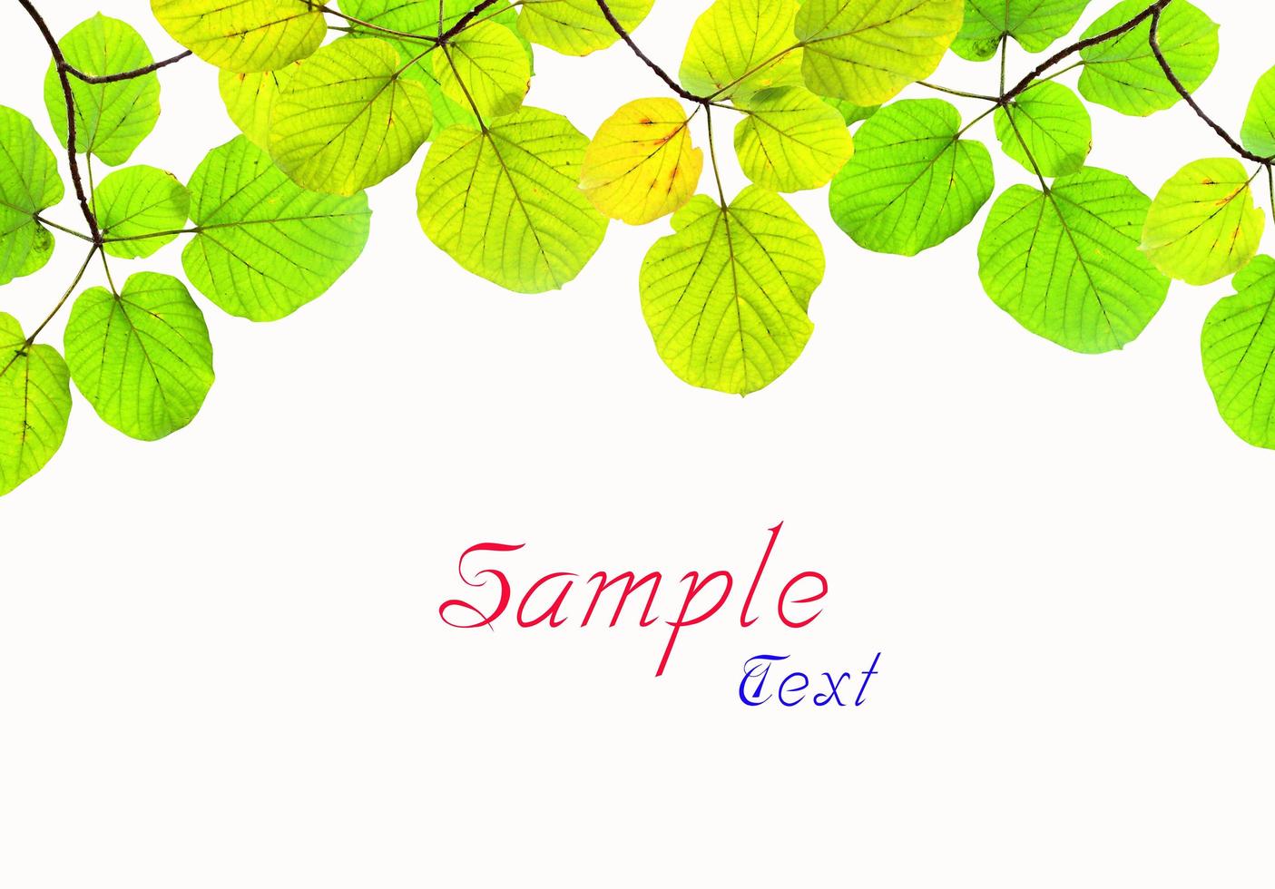 green leave frame isolated on white background photo
