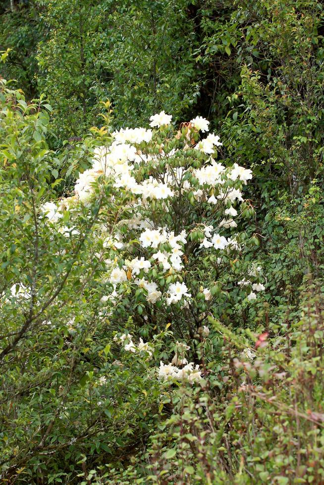 rododendro persil - arbusto de flores blancas foto