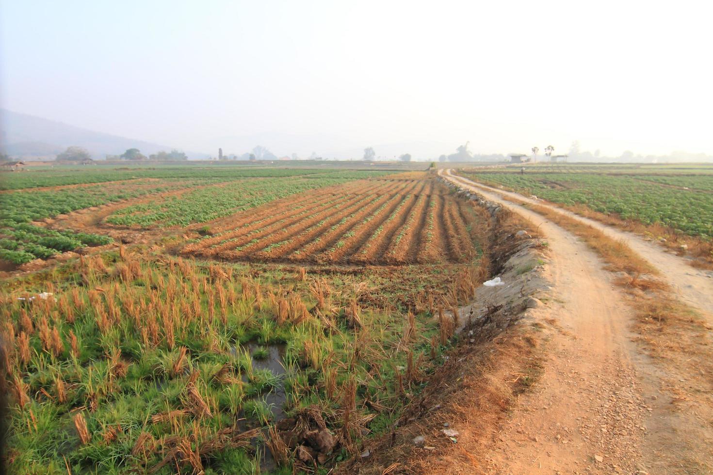 Rows of recently sprouted potatoes growing in a field photo