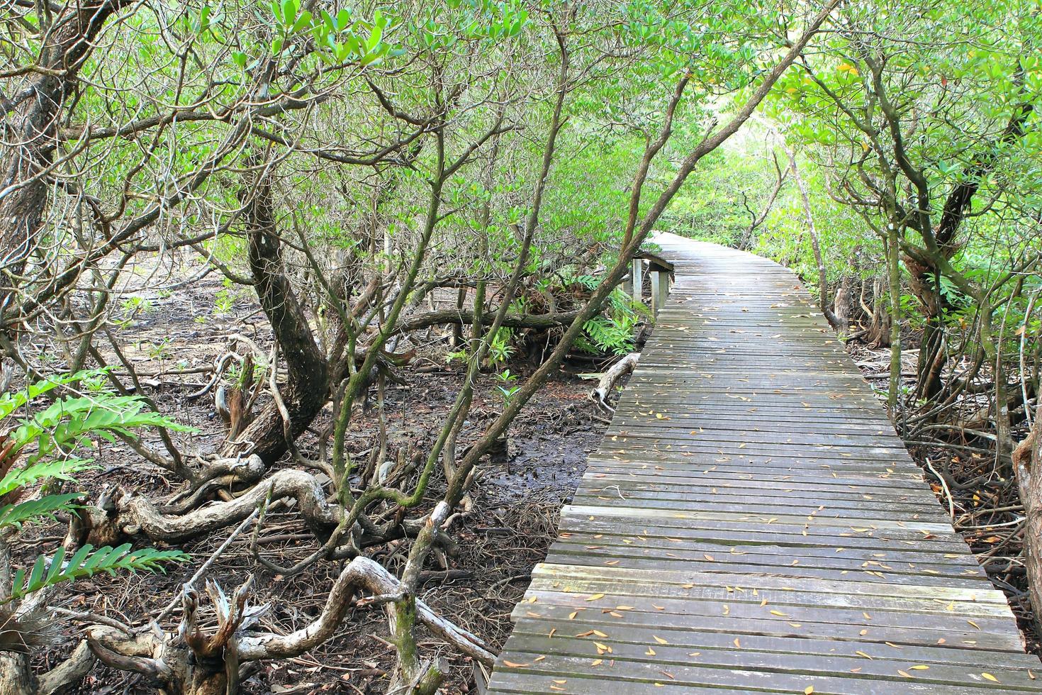 camino de madera entre el bosque de manglares, tailandia foto