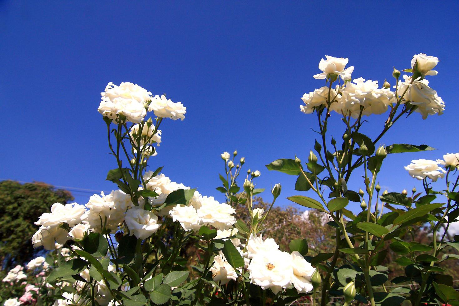 White roses - Alba,against blue sky. 10448447 Stock Photo at Vecteezy