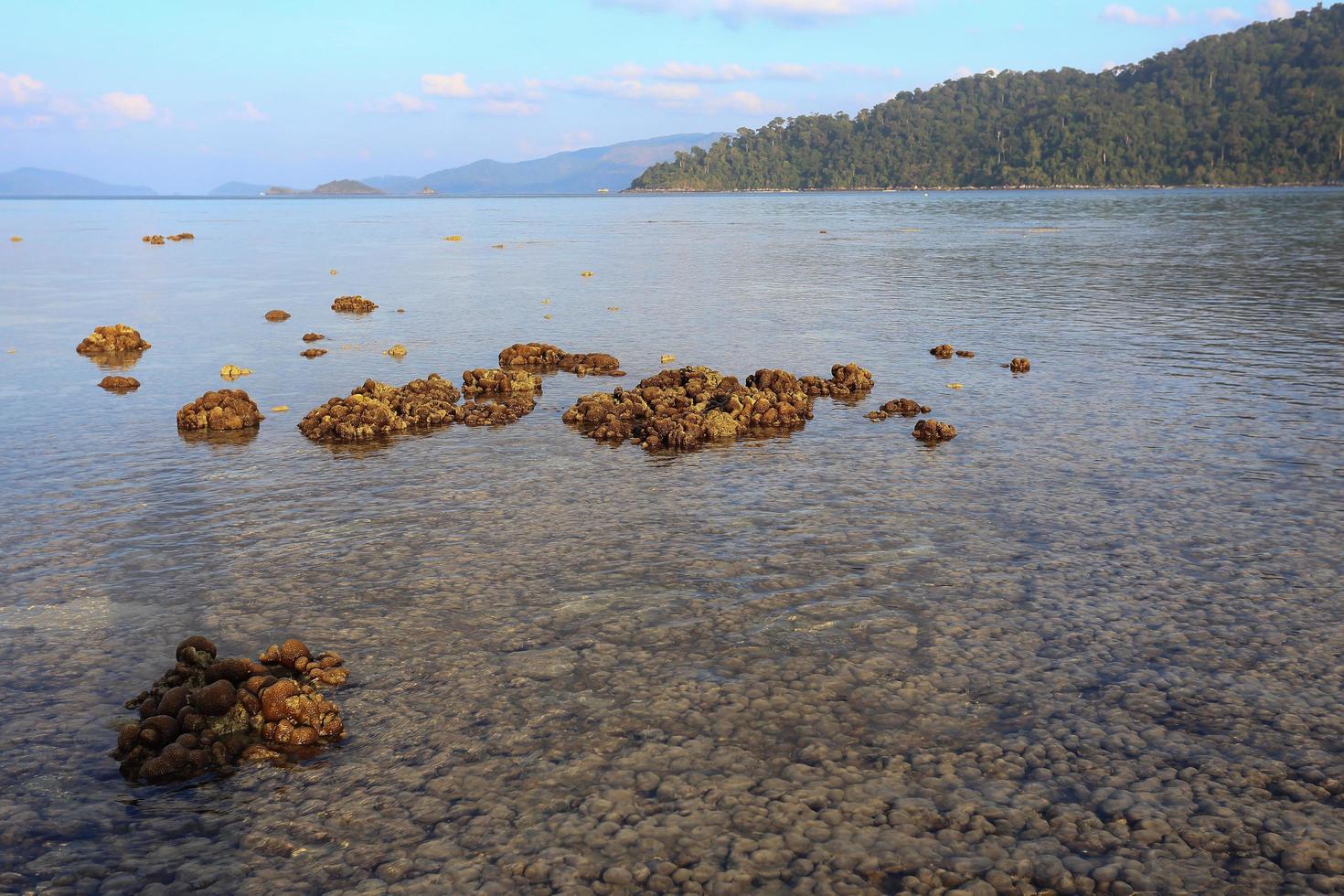 Corals in shallow waters during low tide photo