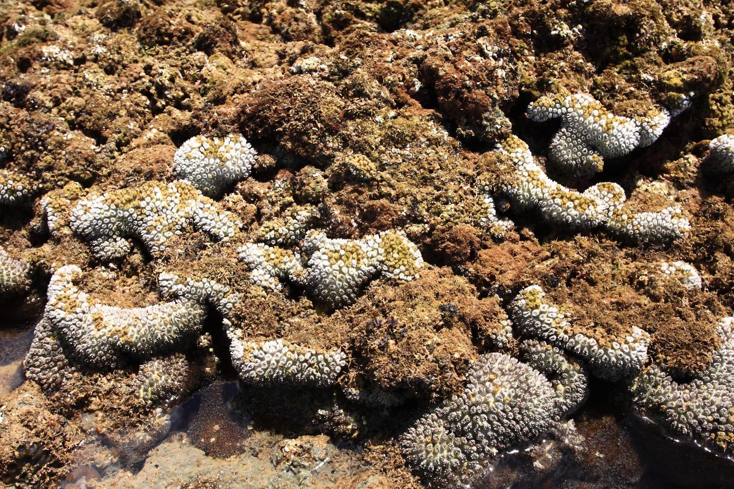 corales en aguas poco profundas durante la marea baja frente a la costa, tailandia foto